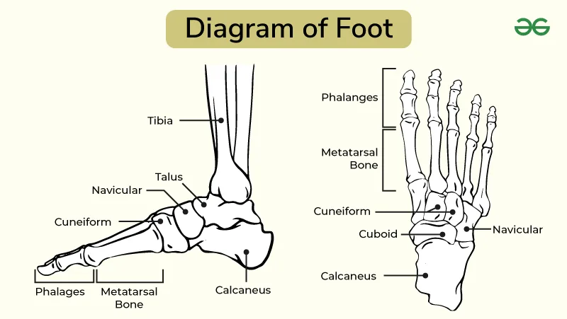 anatomical toe box flats